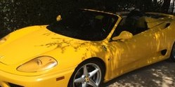Ferrari Steam Cleaning