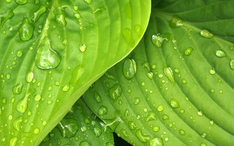 Green Rewards Program Encourages You to Save Water by Using Steam Cleaning Services