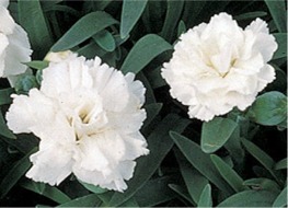 Flowers for Mothers