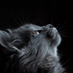 How to Remove My Pet’s Hair from My Vehicle