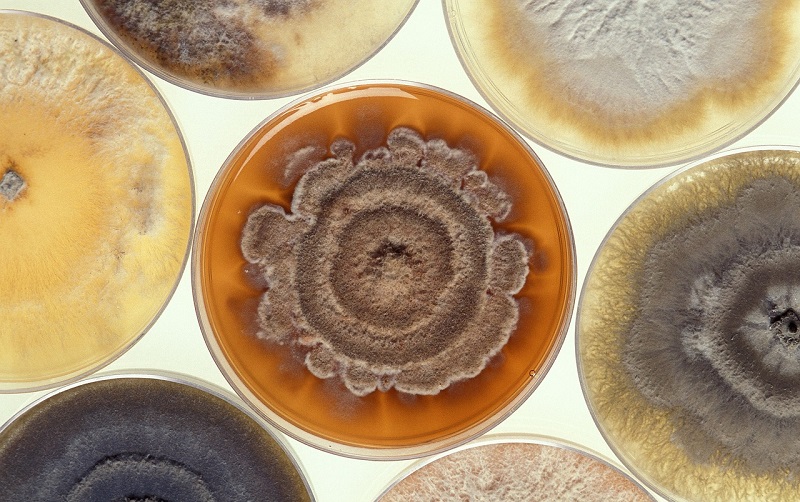 How to Perform Mold Removal
