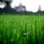 Why Choose a Green Business Over a Regular One?