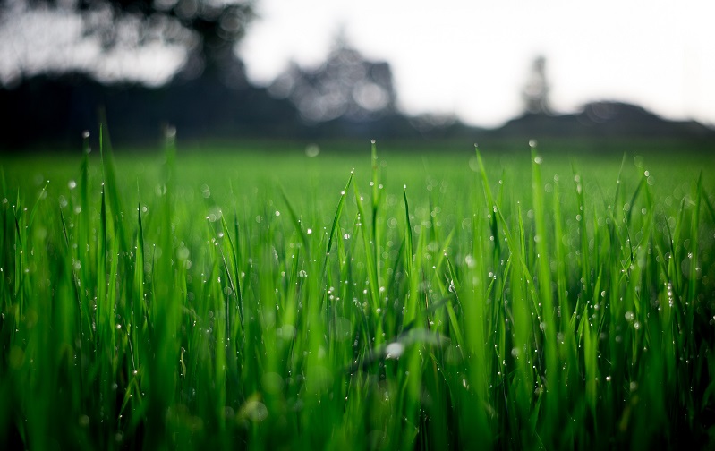 Why Choose a Green Business Over a Regular One?