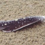 How to Remove Bird Droppings from Cars?