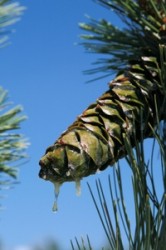 How to Remove Tree Sap Stains