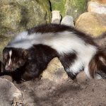 How to Remove Skunk Smell from Car