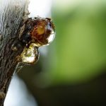 Tips to Remove Tree Sap Stains from Car's Exterior