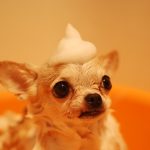 Pet Car Wash: How Safe Is It?