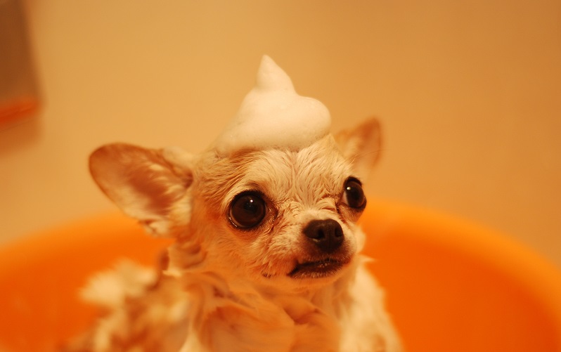 Pet Car Wash: How Safe Is It?