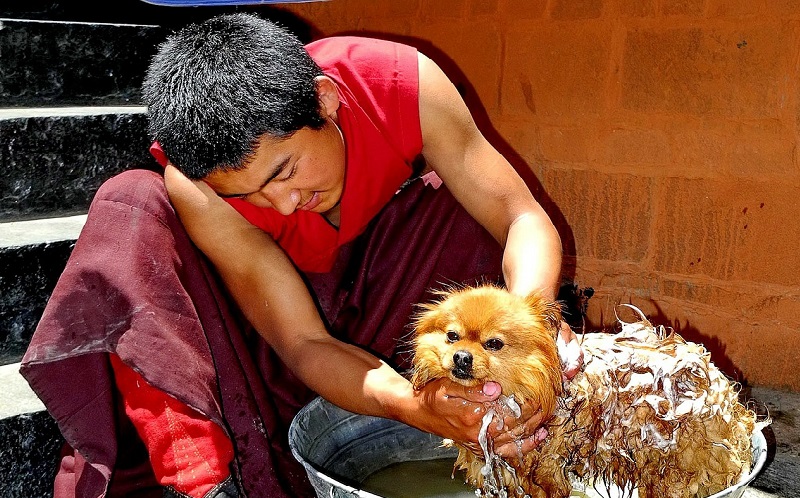 Pet Car Wash: How to Choose the Right One for Your Best Buddies