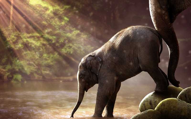 How Eco Auto Detailing Services Help Protect Animals
