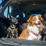 Pet Hair Removal Tools