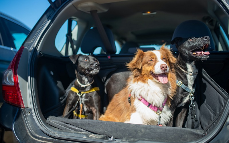 5 Must-Have Tools to Remove Pet Hair from Your Car’s Interior